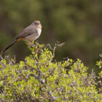 Canyon Towhee (image by Mike Watson)