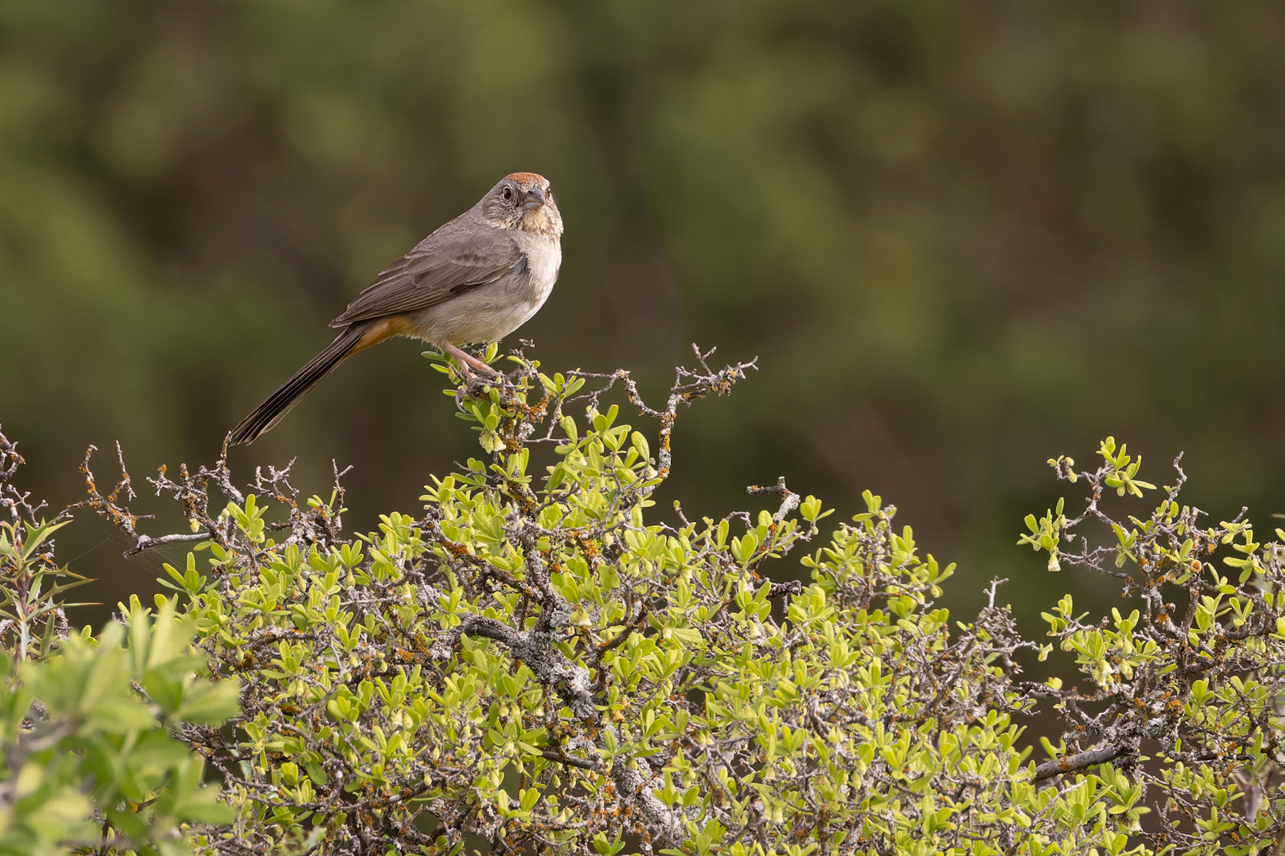 Canyon Towhee (image by Mike Watson)