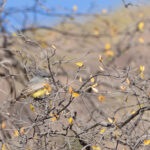 Cassin's Kingbird (image by Mike Watson)