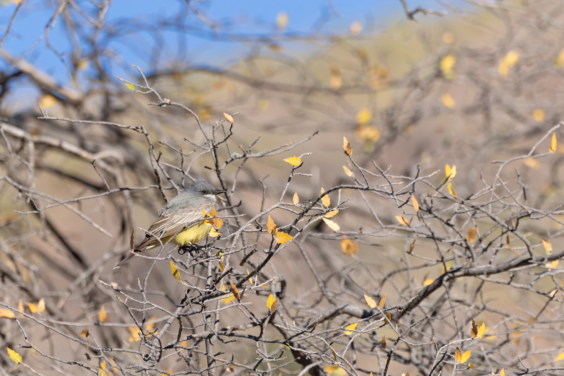 Cassin's Kingbird (image by Mike Watson)