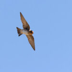 Cave Swallow (image by Mike Watson)