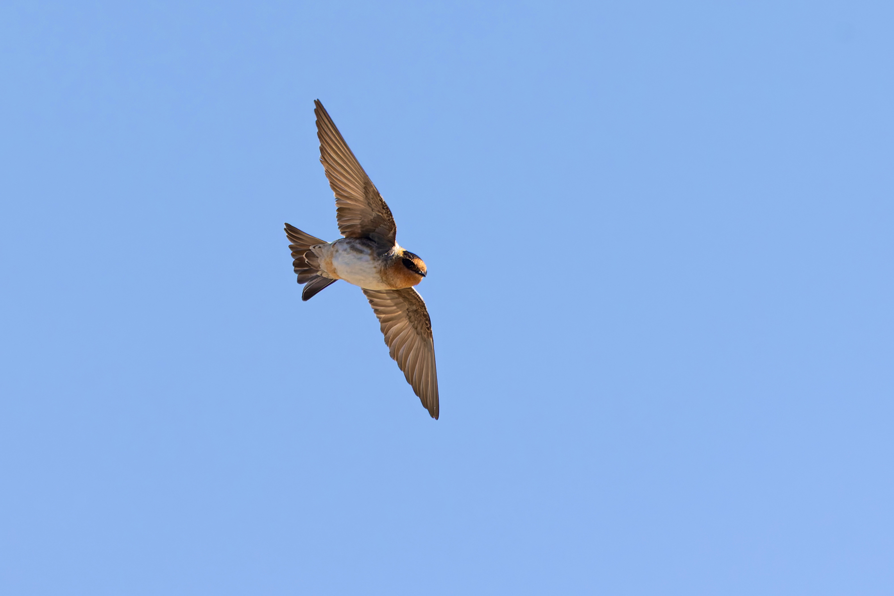 Cave Swallow (image by Mike Watson)