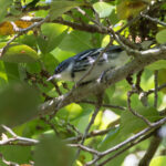 Cerulean Warbler (image by Mike Watson)