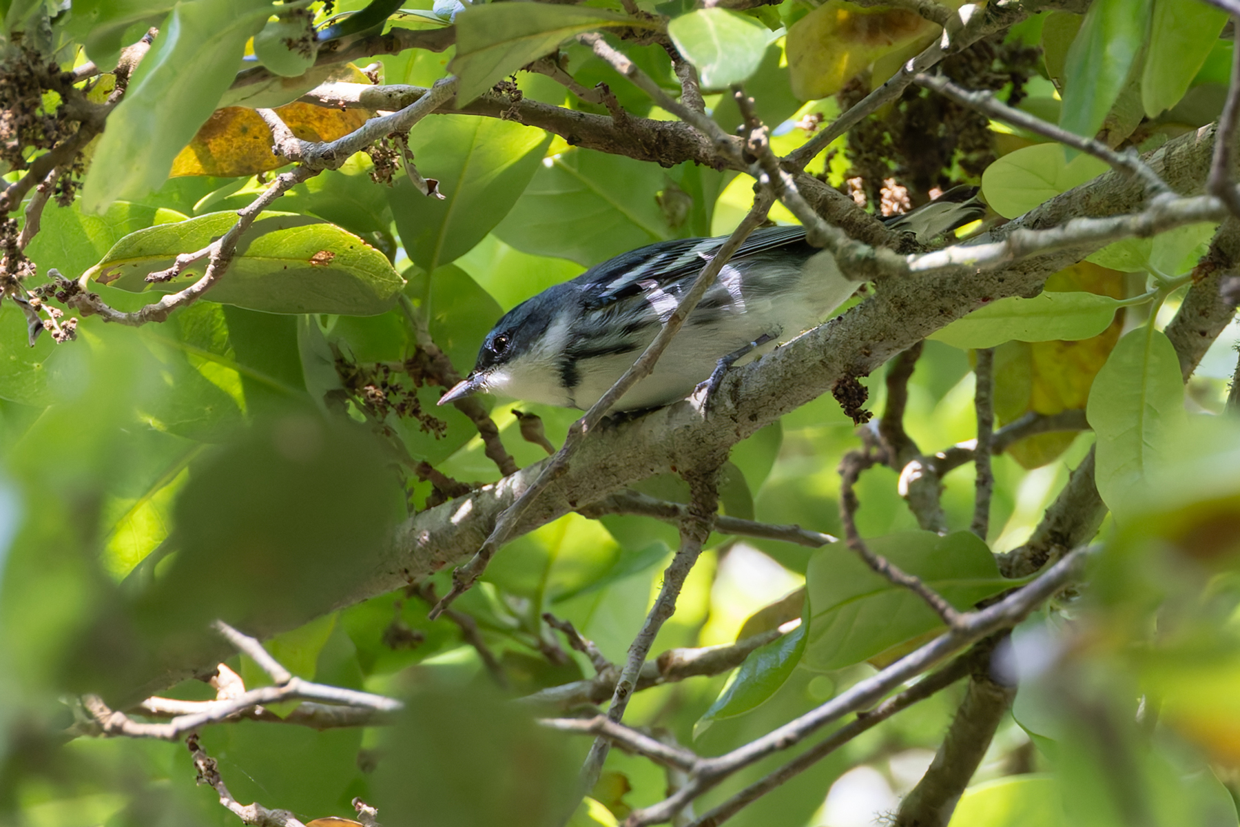 Cerulean Warbler (image by Mike Watson)
