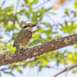 Chestnut-sided Shrike-Vireo (image by Pete Morris)