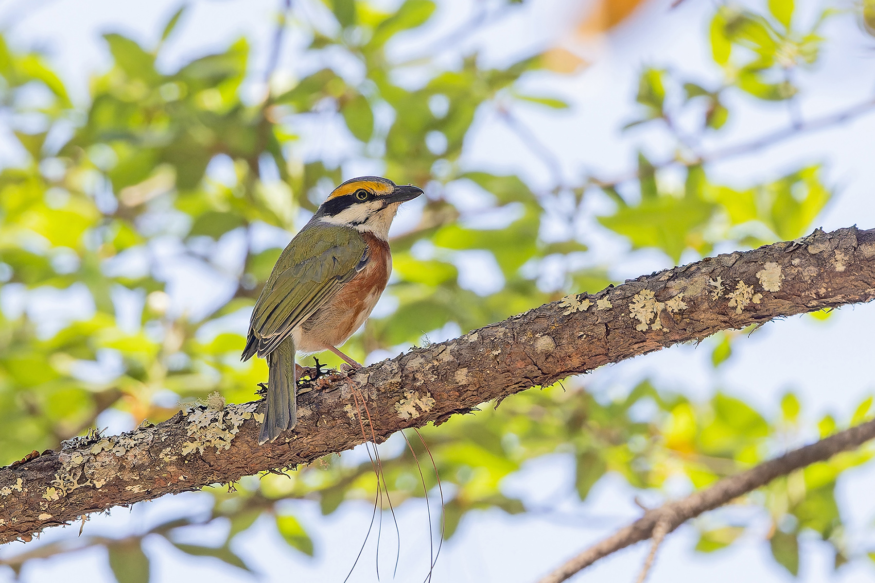 Chestnut-sided Shrike-Vireo (image by Pete Morris)