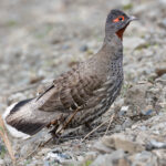 Chestnut-throated Monal-partridge (image by Simon Mitchell)