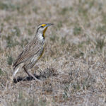 Chihuahuan Meadowlark (image by Mike Watson)