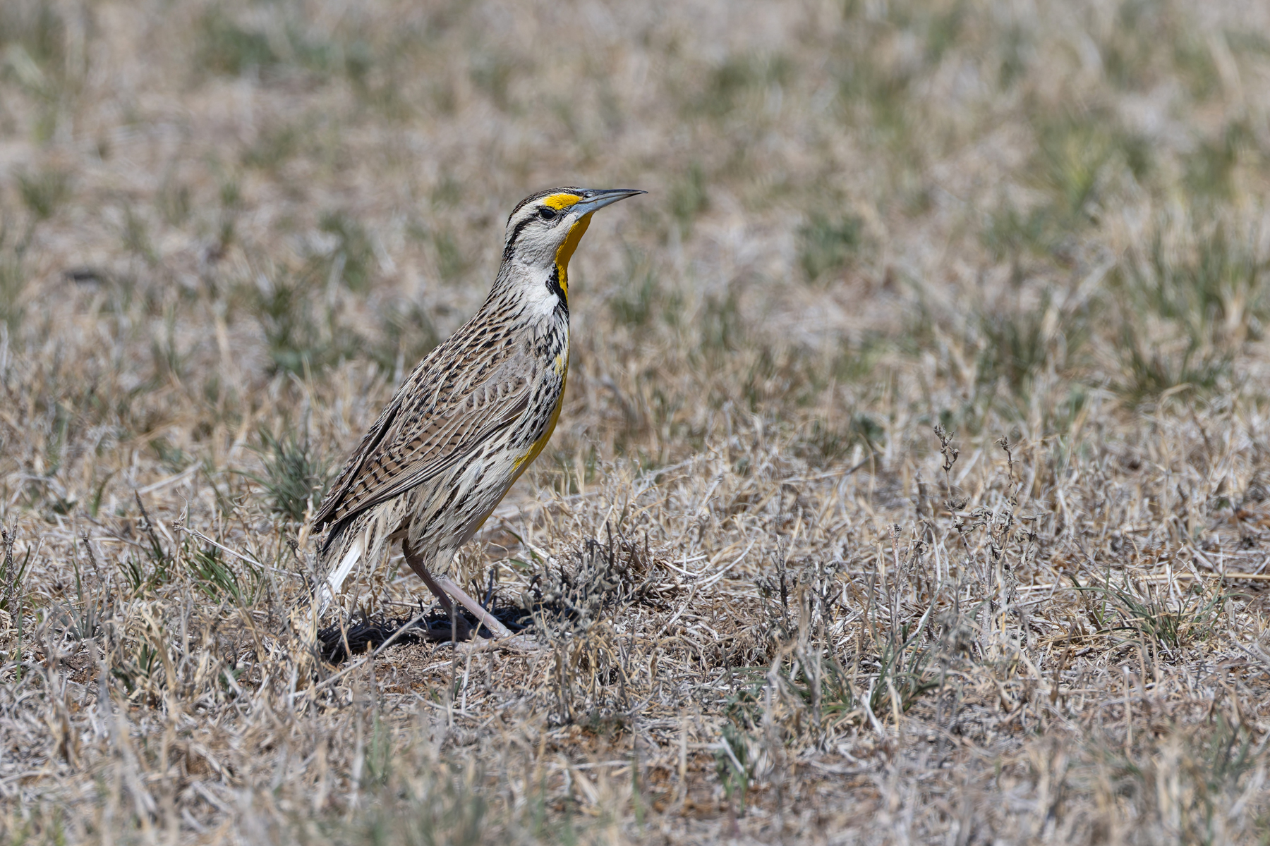 Chihuahuan Meadowlark (image by Mike Watson)