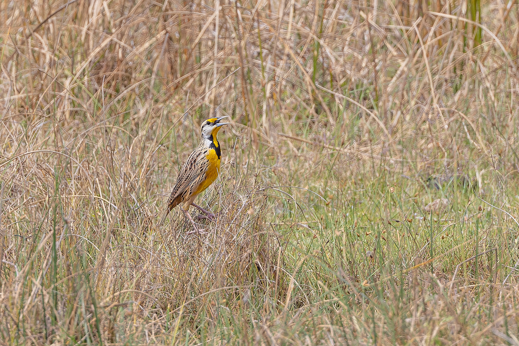 Chihuahuan Meadowlark (image by Pete Morris)
