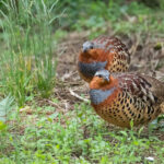 Chinese Bamboo Partridge (image by Simon Mitchell)