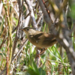 Chinese Bush Warbler (image by Trevor Ellery)