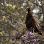 Chinese Monal (image by Simon Mitchell)