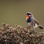 Chinese Rubythroat (image by Simon Mitchell)