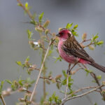 Chinese White-browed Rosefinch (image by Simon Mitchell)