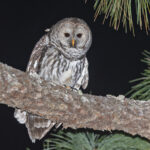 Cinereous Owl (image by Pete Morris)