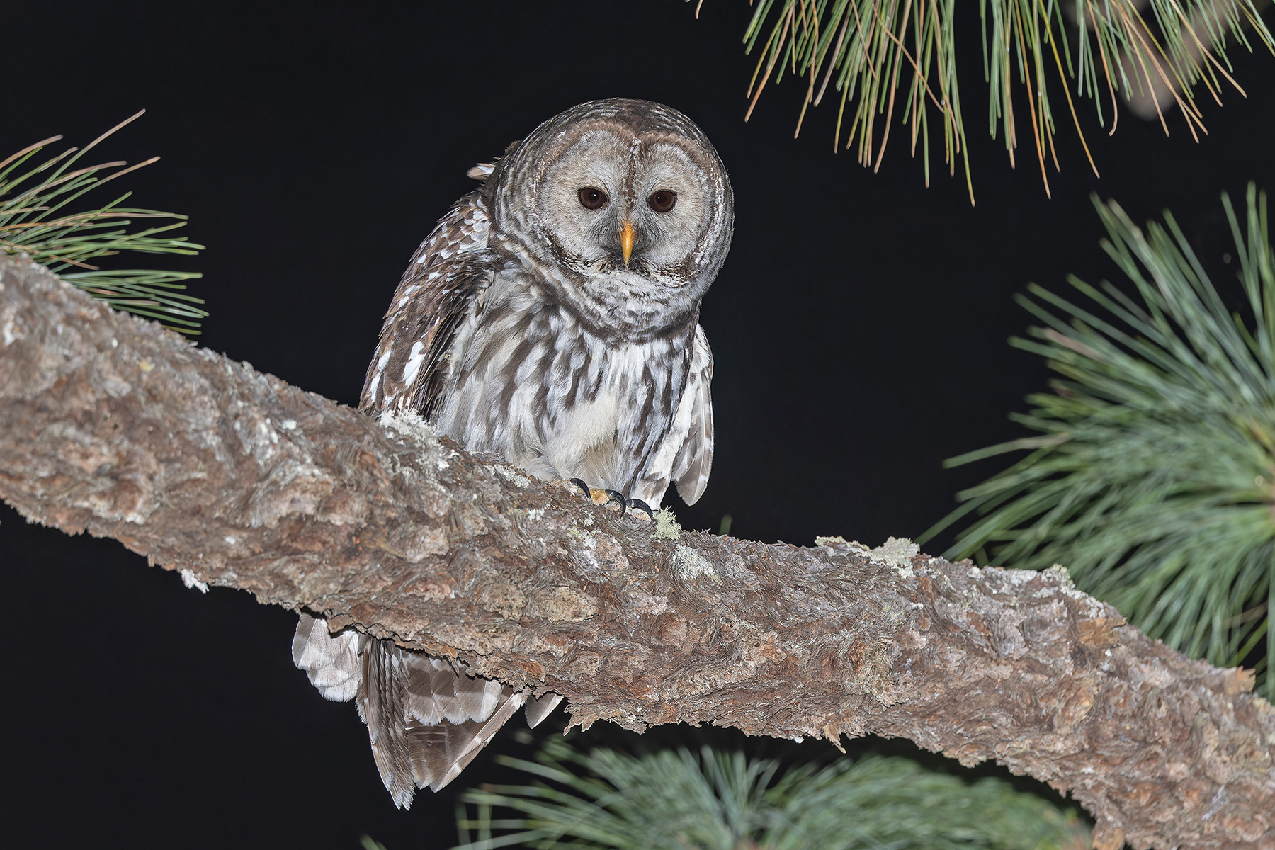 Cinereous Owl (image by Pete Morris)