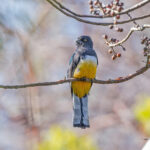Citreoline Trogon (image by Pete Morris)