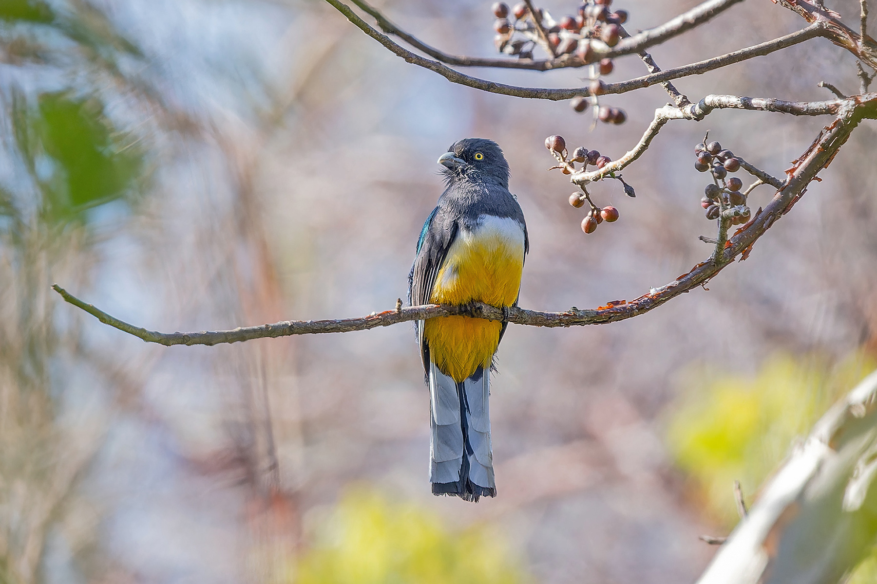 Citreoline Trogon (image by Pete Morris)