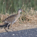 Clapper Rail (image by Mike Watson)