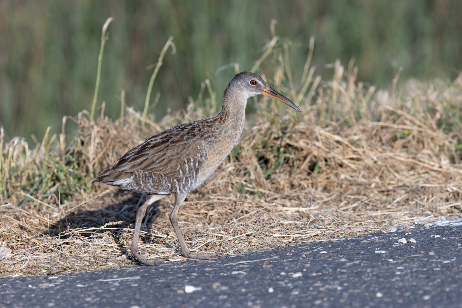 Clapper Rail (image by Mike Watson)