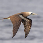 Cocos Booby (image by Pete Morris)