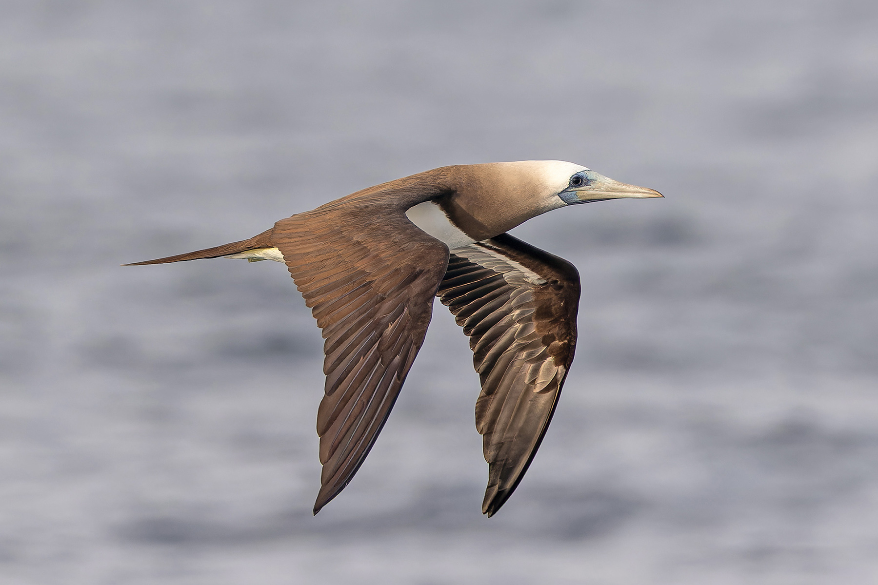 Cocos Booby (image by Pete Morris)