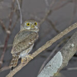 Colima Pygmy Owl (image by Pete Morris)