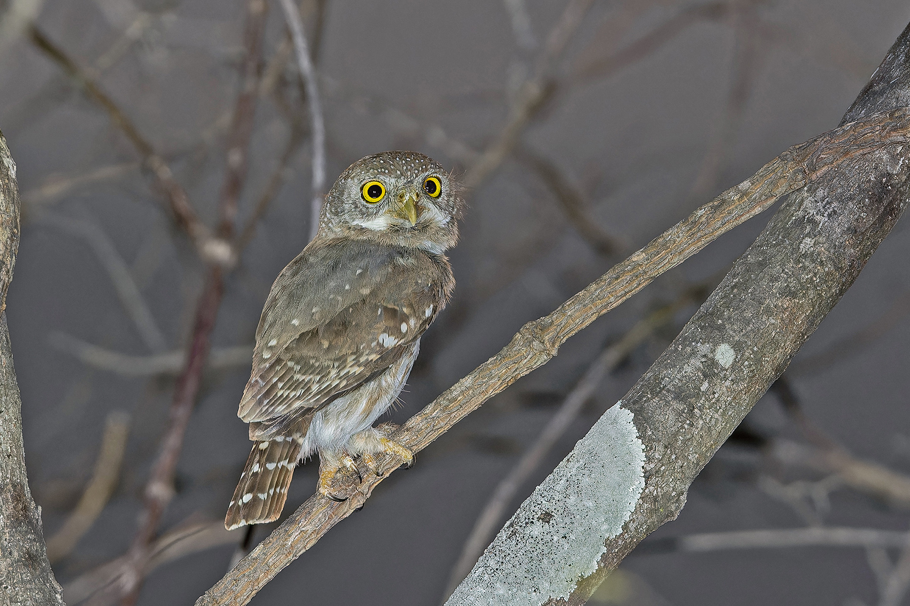 Colima Pygmy Owl (image by Pete Morris)