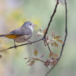 Colima Warbler (image by Mike Watson)
