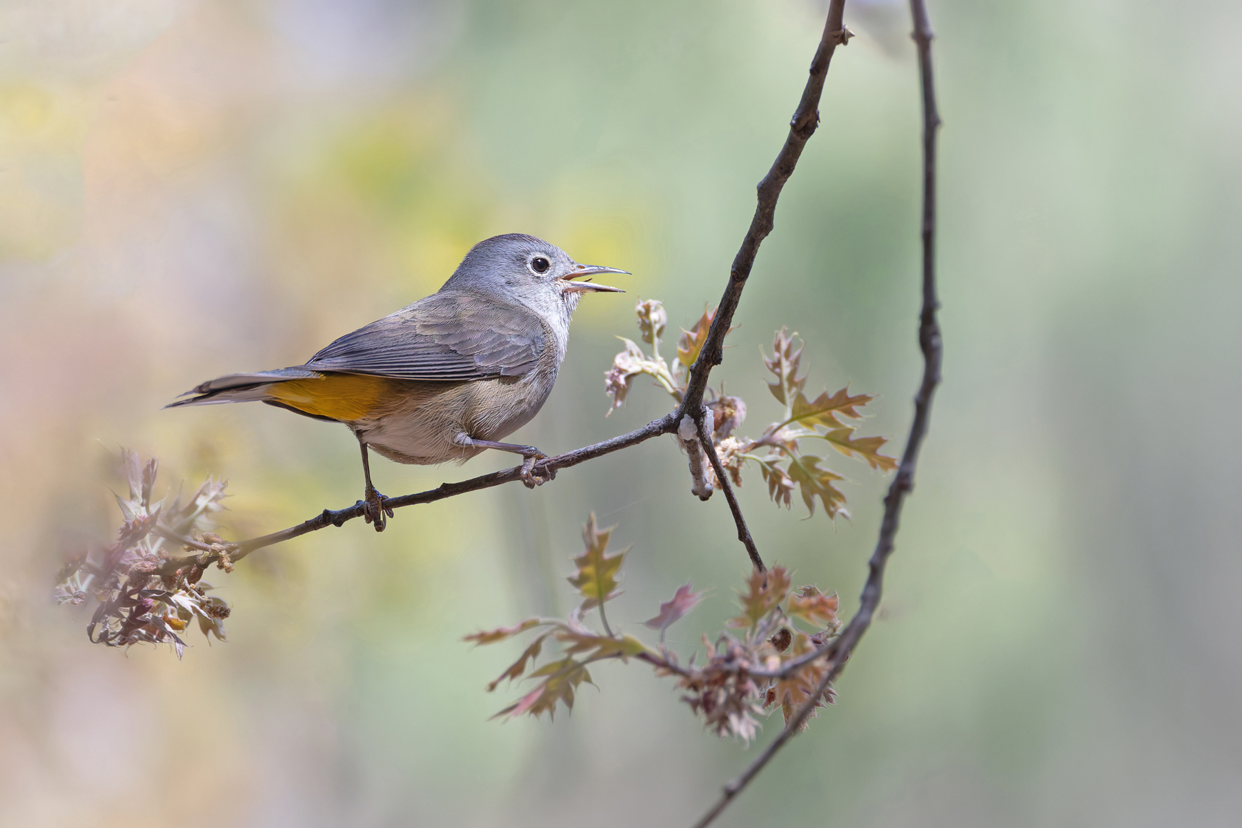 Colima Warbler (image by Mike Watson)