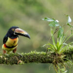 Collared Aracari (Image by Fito Downs