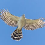 Collared Forest Falcon (image by Pete Morris)