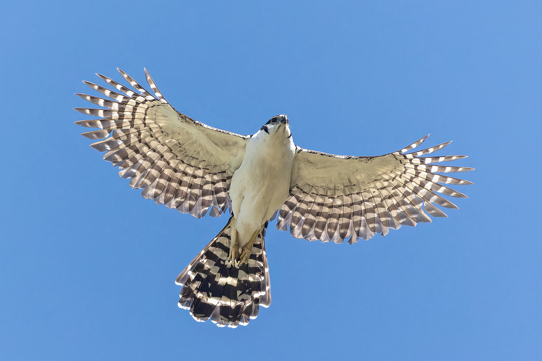 Collared Forest Falcon (image by Pete Morris)