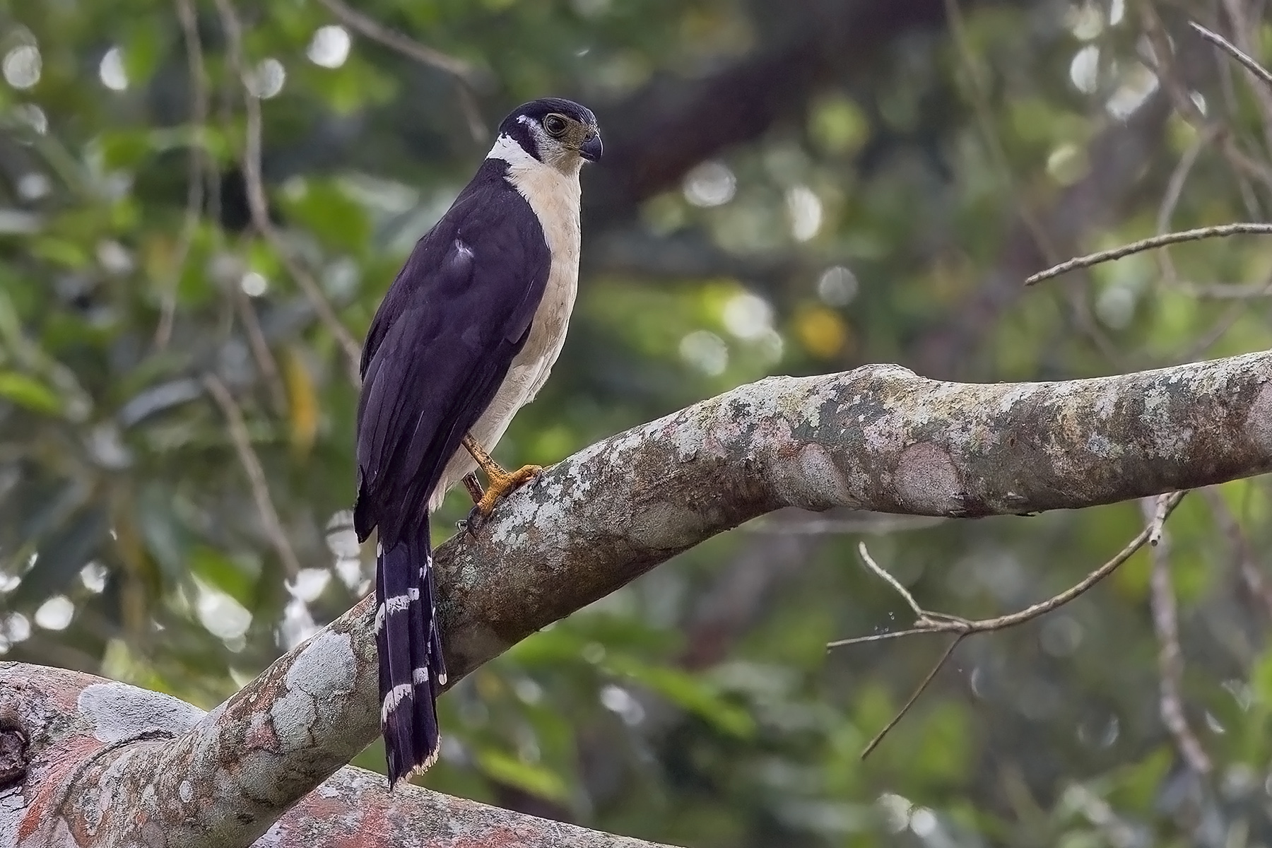 Collared Forest Falcon (image by Pete Morris)