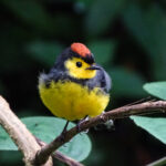 Collared Whitestart (Image by Fito Downs)