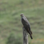 Common Cuckoo (image by Mark Van Beirs)