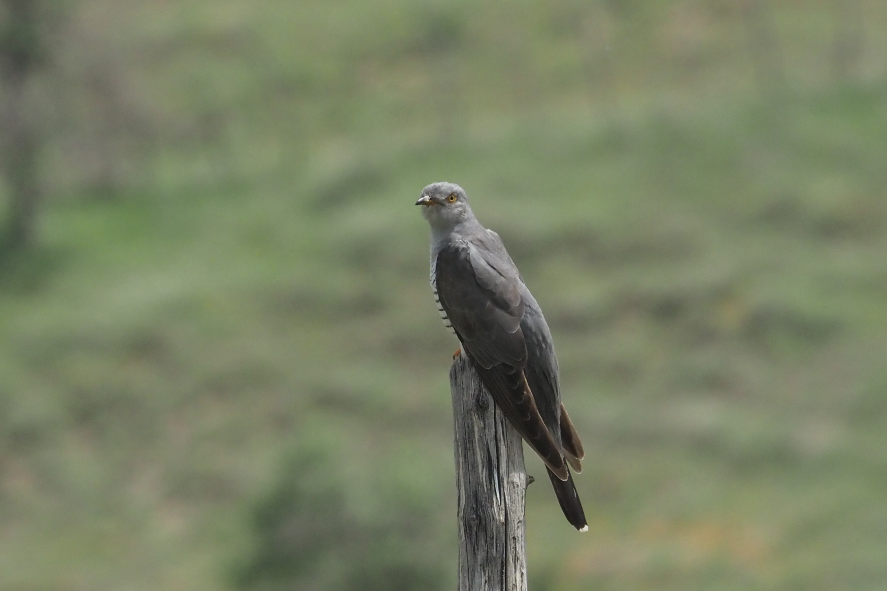 Common Cuckoo (image by Mark Van Beirs)