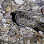 Common Poorwill (image by Mike Watson)