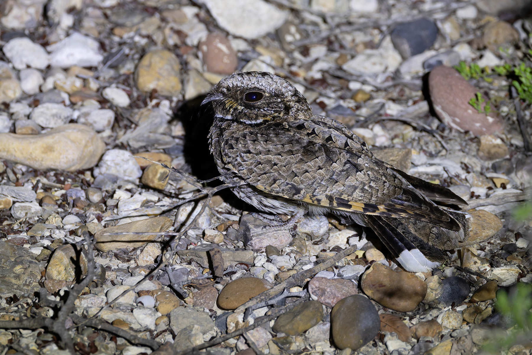 Common Poorwill (image by Mike Watson)