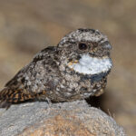 Common Poorwill (image by Pete Morris)