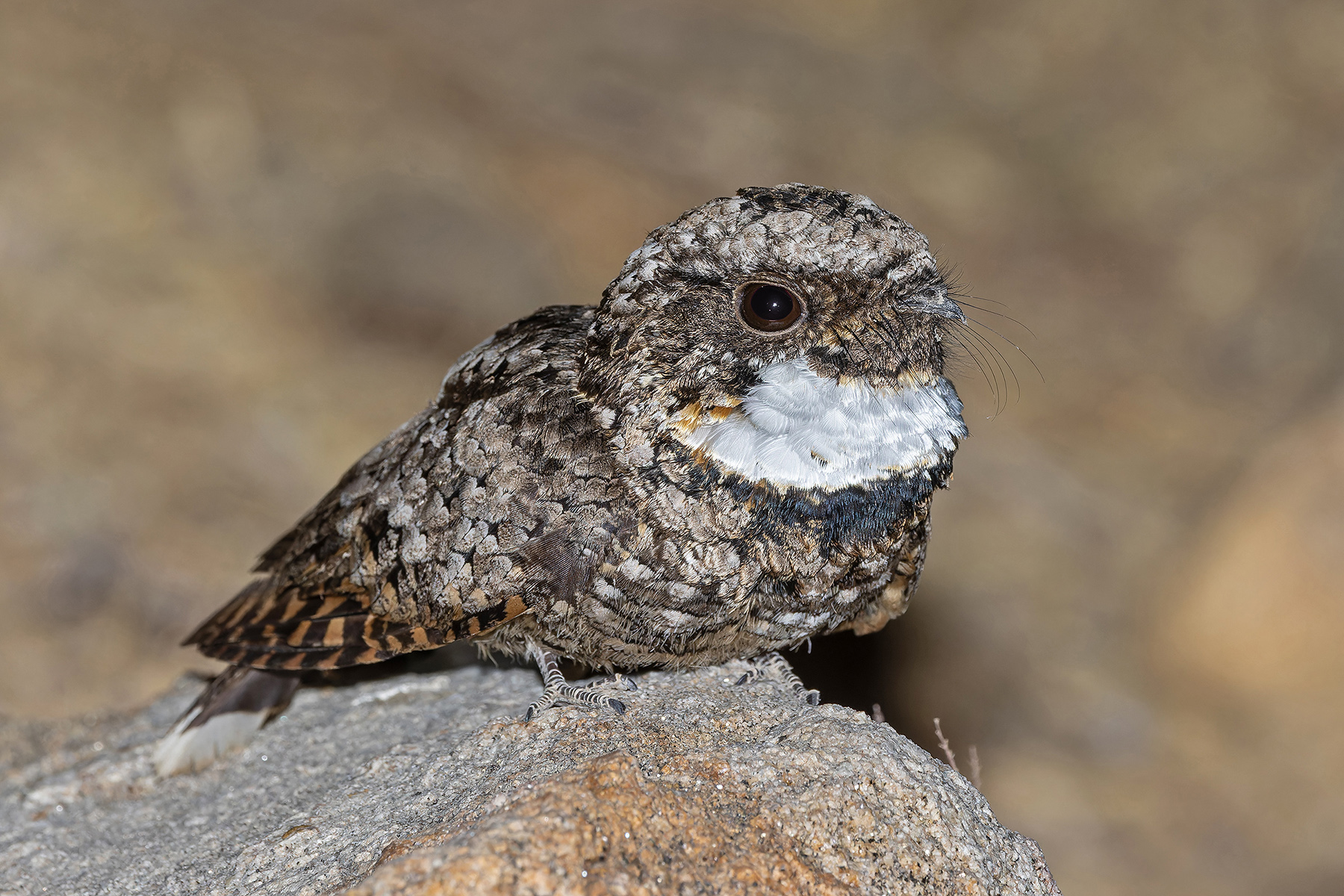 Common Poorwill (image by Pete Morris)