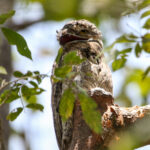 Common Potoo (image by Fito Downs)
