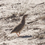 Common Quail (image by Mark Van Beirs)