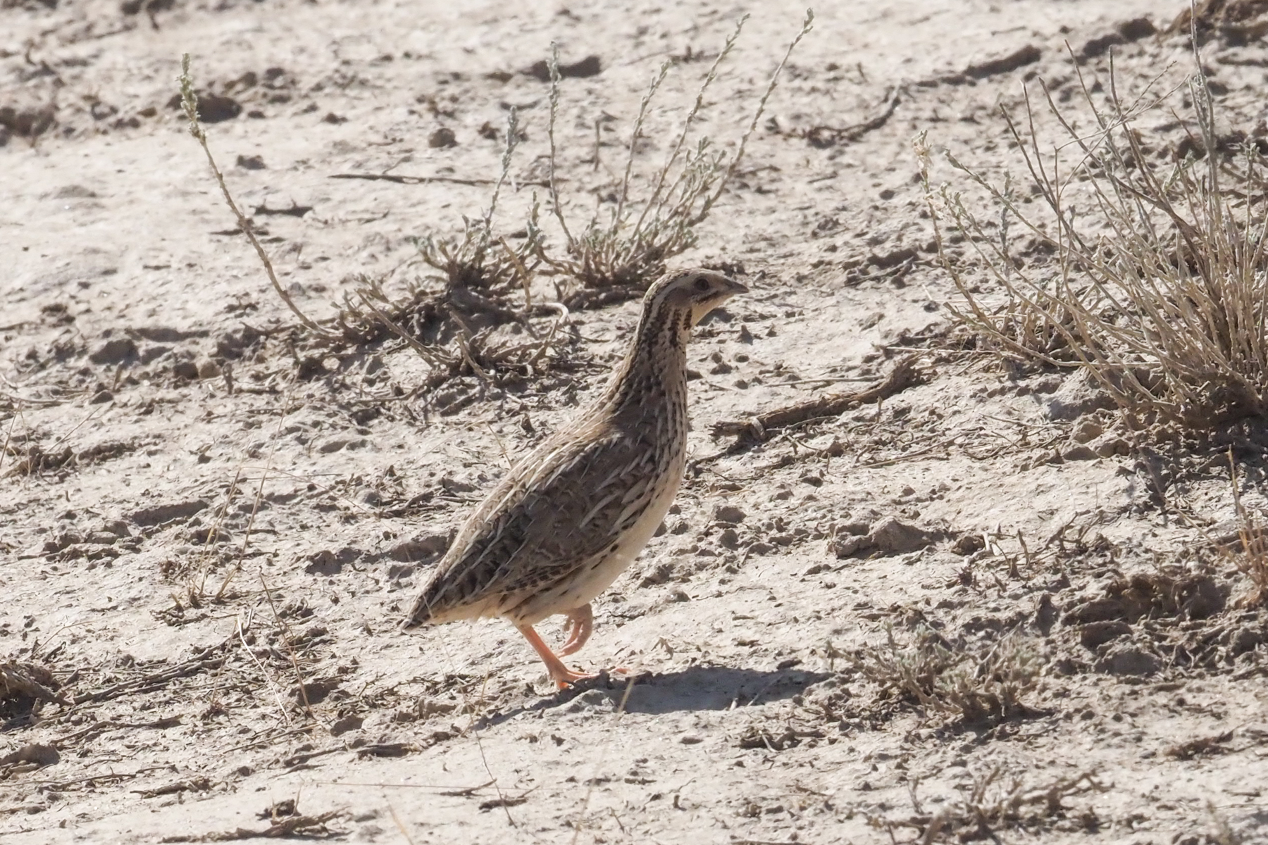Common Quail (image by Mark Van Beirs)