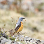 Common Rock Thrush (image by Trevor Ellery)