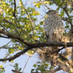 Cooper's Hawk (image by Mike Watson)