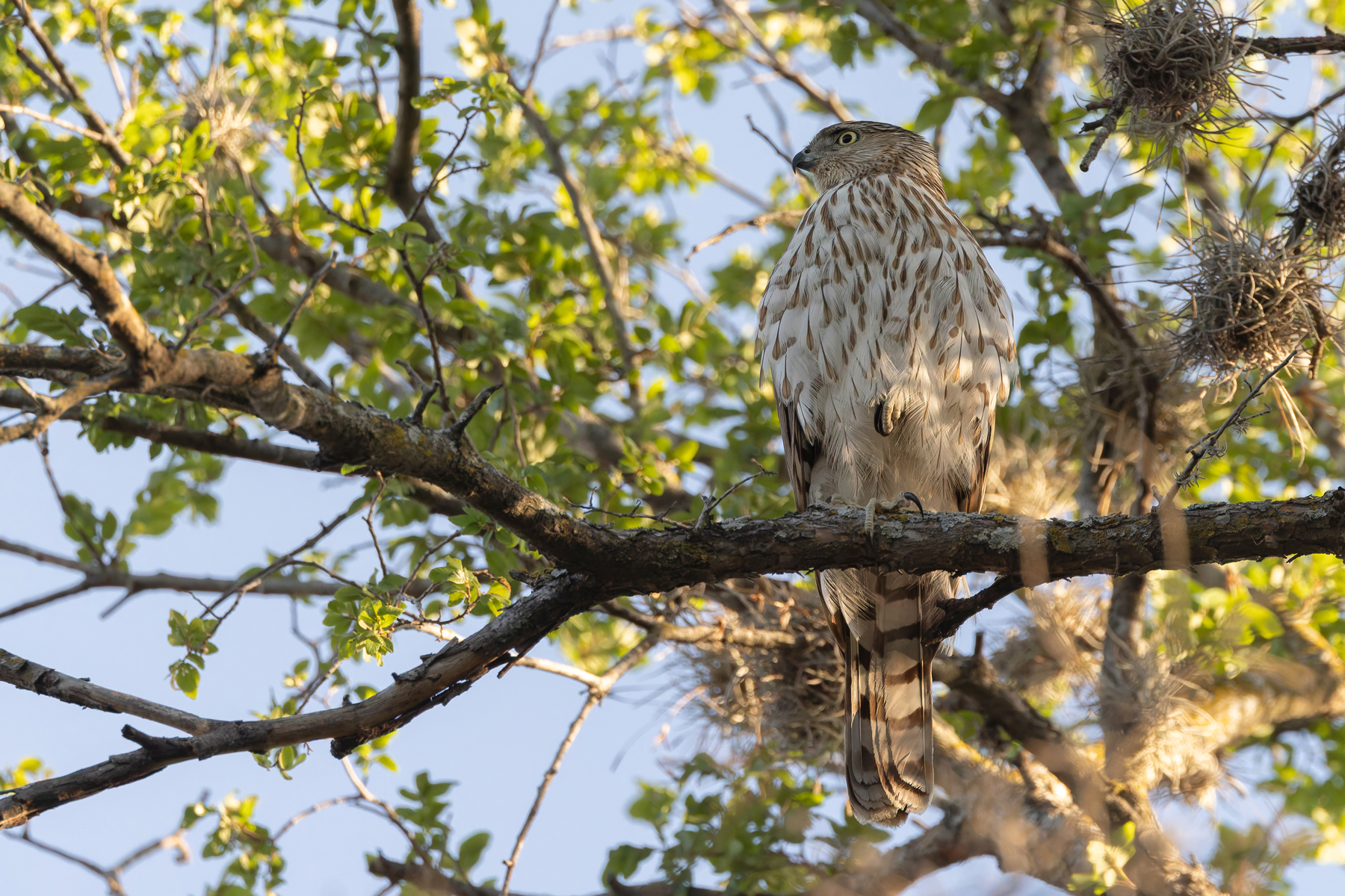 Cooper's Hawk (image by Mike Watson)