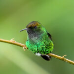 Coppery-headed Emerald (image by Fito Downs)