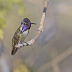 Costa's Hummingbird (image by Pete Morris)